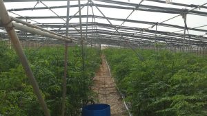 Moringa_XSOC