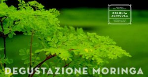 Moringa_XSOC